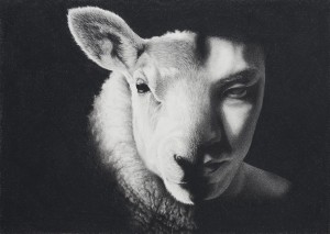 2013-10-sheep